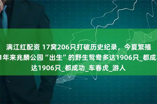 满江红配资 17窝206只打破历史纪录，今夏繁殖季完美结束｜31年来兆麟公园“出生”的野生鸳鸯多达1906只_都成功_车春虎_游人
